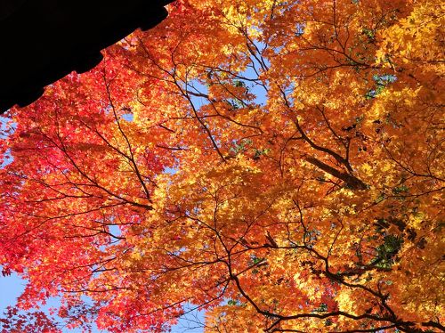 曽文　紅葉図　箱なし　MA913 曽文紅葉図箱なしMA913