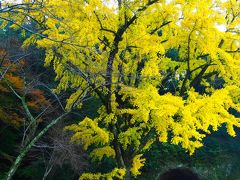 耶馬渓　紅葉・青の洞門～御霊もみじ～競秀峰