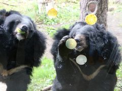 夢叶った北海道レッサーパンダ遠征（円山動物園）（４）その他の動物たち：こども動物園・アジアゾーンの仲間たちとホッキョクグマ～食事タイムのヒマラヤグマ・もうすぐお嫁に行くマレーバクのワカバちゃん・楽しそうに遊んでいたホッキョクグマのリラちゃん