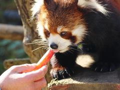 お嫁入りするまいちゃんのお別れ会に出たくて千葉市動物公園へ（１）レッサーパンダのまいちゃんのお別れ会の飼育員さんのレクチャーと妹のみいちゃんの方がたくさんもらっていたリンゴのプレゼント