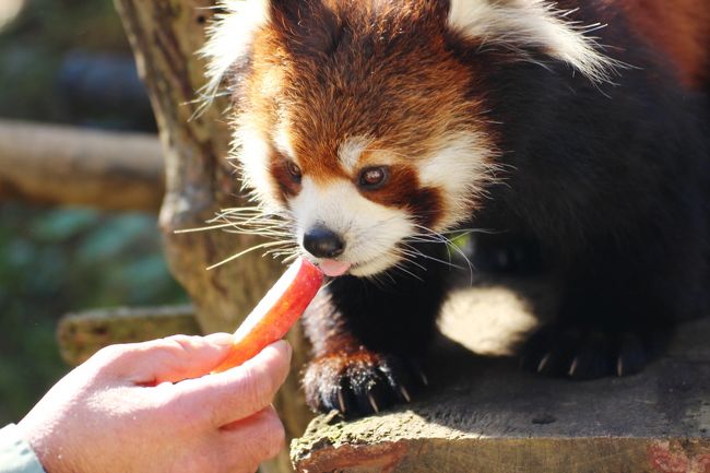 赤ちゃんのときから見守ってきた、レッサーパンダのまいちゃん・みいちゃん姉妹も、今年2016年でもう３才。<br />レッサーパンダの３才といえば、そろそろお母さんになってもいい、お年頃。<br />いつまでも姉妹一緒の姿を見ていたいと思っていましたが、ついに、まいちゃんのお嫁入りが決まりました。<br />11月13日の日曜日にまいちゃんのお別れ会が行われることになりました。<br />お嫁入り先は九州の福岡の大牟田動物園です。<br />いつか行きたいと思っている大牟田動物園ですが、九州は私にとって遠いです。おいそれと行けるところではありません。<br />それに、スライドを使った飼育員さんによるまいちゃんの思い出話もぜひ聞きたいと思いました。<br />なので、当初はこの日に新宿御苑の菊花壇展に行くことにしていましたが、それを一週間早め、本日は千葉市動物公園に行きました。<br />思ったとおり、飼育員さんの話は興味深かったです。<br />そして、まいちゃん・みいちゃんの双子姉妹が一緒の姿を見納めることができました。<br /><br />というわけで、2014年２月、まだまいちゃん・みいちゃんが生まれる前に初めて訪れた千葉市動物公園通算11回目となる今回の訪問の旅行記は、そんなまいちゃんのお別れ会からです。<br /><br />そして飼育員さんによるレクチャーの後の11時半から、まいちゃん主役のリンゴのプレゼント会が行われましたが、千葉市動物公園の定例のレッサーパンダのおやつタイムも、いつものとおり13時半から行われました。<br />さらに、時々あるのですが、15時半からも、２回目のおやつタイムがありました。<br />そのときのまいちゃん・みいちゃんの写真もこの旅行記に一緒に収めました。<br />だし、まいちゃんはヨコを向いてしまった写真が多く、撮影枚数もシャッターチャンスの多かったみいちゃんの方がどうしても多くなってしまいました。<br /><br />なにしろ、まいちゃんがお嫁に行くのを、まいちゃん自身も知っているわけがなく、妹のみいちゃんも知りませんから、姉妹はいつも通りに過ごしていていました。<br />ファンが望むほど、ツーショットは撮れかったですし、クウタ・パパをお休みにして、せっかく１日展示場に出てきていても、午前中は早くも、木の中に隠れて寝てしまいました（苦笑）。<br />飼育員さんいわく、男の子の双子は２才になっても３才になっても、いつまでもいちゃいちゃちとバトルをしていたそうですが、女の子の双子はあんまり絡まないようです。<br />人間に似て、女の子の方が性格が穏やかで、精神的に大人になるのが早いのかもしれません！？<br /><br />＜まいちゃんのお別れ会に参加したくて訪れた通算11度目の千葉市動物公園の旅行記のシリーズ構成＞<br />■（１）レッサーパンダのまいちゃんのお別れ会の飼育員さんのレクチャーと妹のみいちゃんの方がたくさんもらっていたリンゴのプレゼント<br />□（２）レッサーパンダ特集：超可愛いメイタくんに夢中！～まいちゃんお嫁入り前の楓太くん一族総勢９頭だけど、クウタ・パパはお休み<br />□（３）珍しく回れたモンキーゾーンや、千葉市動物公園でははじめてのライオンたち他、小動物ゾーン・草原ゾーン・鳥類ゾーンの動物たち<br /><br />千葉市動物公園の公式サイト<br />https://www.city.chiba.jp/zoo/index.html<br />時刻表とお得なホリデーフリー乗車券情報もある千葉市モノレールの公式サイト<br />http://chiba-monorail.co.jp/<br /><br />＜タイムメモ＞<br />07:00頃　家を出る<br />08:47　JR武蔵野線 海浜幕張駅到着<br />08:50　JR京葉線快速・蘇我行きに乗換え<br />08:58　千葉みなと駅到着<br />09:02　千葉モノレール動物公園行きに乗換え<br />09:18　動物公園駅に到着<br />09:30　開園と同時に千葉市動物公園に入園<br />09:35-10:40　レッサーパンダ<br />10:45-10:50　メッセージカードに記入<br />11:00-11:30　まいちゃんお別れ会のレクチャー<br />11:35-12:00　お別れ会の特別リンゴタイム<br />12:00-12:25　休憩<br />12:35-13:05　モンキーゾーン<br />13:10-14:15　レッサーパンダ<br />（13:30-14:15　定例の食事タイム）<br />14:20-15:10　森のレストランでおそめのランチ休憩<br />15:10-15:25　小動物ゾーン＆ライオン<br />15:30-16:10　レッサーパンダの臨時リンゴタイム<br />（メイタくんだけリンゴタイムなし）<br />16:10-16:25　草原ゾーン＆鳥類ゾーン<br />16:30　動物公園を出る<br />19:00頃　帰宅<br /><br />※これまでの動物旅行記の目次を作成済。随時更新中。<br />「動物／動物園と水族館の旅行記～レッサーパンダ大好き～　目次」<br />http://4travel.jp/travelogue/10744070<br />