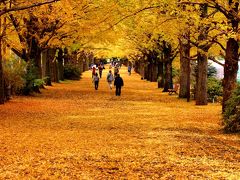 2016年昭和記念公園紅葉散歩