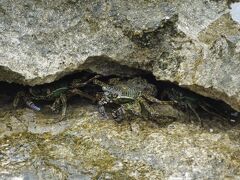 東海の小島の磯の白砂に われ泣きぬれて 蟹とたはむる。（ミステリー・アイランドにて）