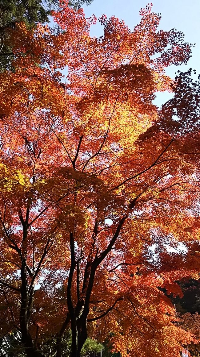 先日の高尾山ではほとんど紅葉が見れなかったので、どうしても紅葉を見たくて長瀞までやってきました!<br />長瀞なら見れるとそう確信して・・・。