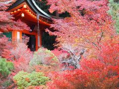 2016年の山科・毘沙門堂の紅葉     ちょっと早かったかな。見ごろは来週あたりかも。と言うわけで５日後に再訪！綺麗な敷きもみじを見る事が出来ました。