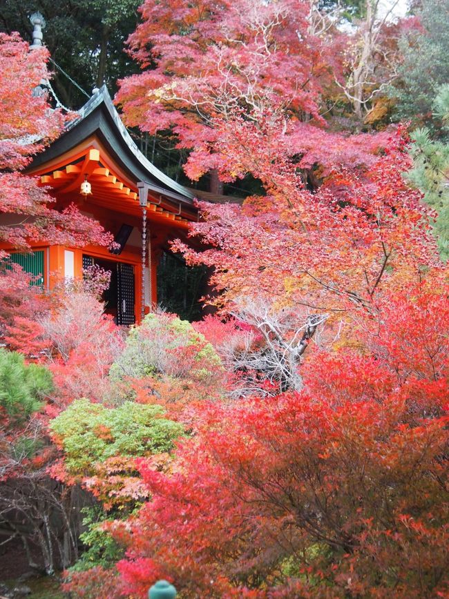 そろそろかなと思い、毘沙門さんへ紅葉を見に行きましたが、ちょっとフライング気味でした。<br />毘沙門堂のもみじ祭りが23日なので、その頃が見ごろなんでしょう。<br /><br />昨年の色付きが悪かったので、今年はまぁまぁです。<br />2016年の毘沙門さんの紅葉を切り取りました。<br />と、ここまで書いてやっぱりもう一度観に行こう！と21日に再訪しました。<br />17日には人も少なかったのですが21日は大勢の人で賑わっていました。<br /><br /><br />京都市山科区  毘沙門堂