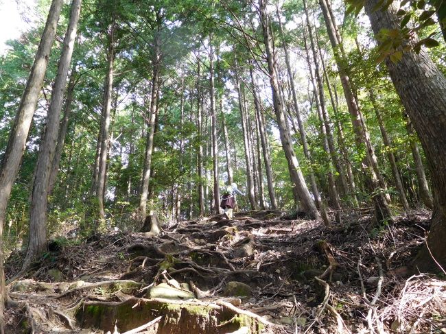 龍神温泉に行きたかった。でも直行では面白くない。それで回り路と考え、丹生ヤマセミの郷へ寄る。ここから果無山脈というトレッキングコースがあるはずだ。ところが登山口が見つからない。携帯で訪ねようにも圏外で通じない。１時間ほど歩くが林道をさまよっているだけ。誰にも会わずクマも出てこない。（出たら大変だけど）　結局あきらめて早めに龍神温泉に。おかげで温泉はずいぶん楽しめた。日本三美人の湯だし、秘湯を守る会の宿だった。<br />あくる日高野山の方へぬけようか迷ったが、前にも歩いた熊野古道・中辺路のコースにする。まずはスタート地点の滝尻王子へ。ここから近露王子まで何年か前３時間ほどかけて歩いたはずなのに、今回は延々と続く上りに耐えられず、１時間ほどのぼって、限界とばかり「名誉？ある撤退」を選ぶ。想定外。妻は行きたそうにしていたが、入院を１週間後に控えた私にあわしてくれた。車で近露王子にまわり、そこからまた熊野古道を歩く。牛馬王子には行けた。しかしなんとも中途半端なトレッキングに終わったが、計画に甘さがあったと認めざるを得ない。