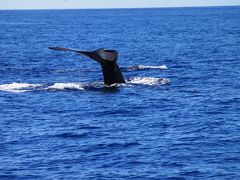 子連れハワイ2016（マウイ・ハワイ・オアフ）①マウイ島