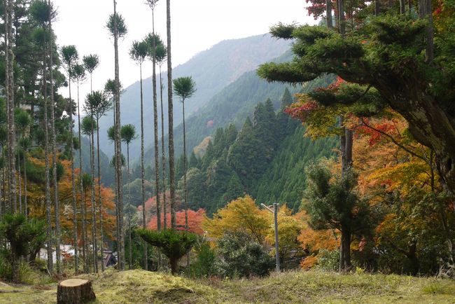 清滝川沿いに北山杉が生い茂り、静けさに包まれた美しい山里にある<br />お寺を訪ねてきました。<br /><br />室町時代創建だと言われる古刹の山寺です。<br /><br />