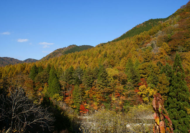 岐阜県の郡上八幡から高山市に抜ける「せせらぎ街道（国道472号）」は、ほとんど信号もなく快適に走行できるので、よく利用します。<br /><br />春の桜や新緑の季節も美しいですが、秋の紅葉は山々がいろんな色に変化をして見るだけでもワクワクします。<br /><br />秋の季節に訪れる機会がなかったのですが、今回、ようやく昼間に走行できましたので、少し写真も撮影できました。<br /><br />高山の秋は非常に短く、葉っぱは、あっという間に黄色から茶色に変色してしまうので、良い時期に行くことが出来た人は幸せです。