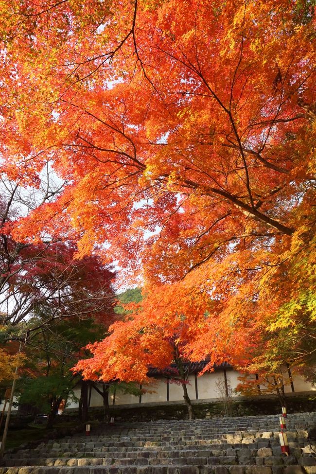 紅葉を求めて，京都を彷徨ってきました。<br /><br />・天龍寺<br />・二尊院<br />・仁和寺<br />・宝ヶ池公園