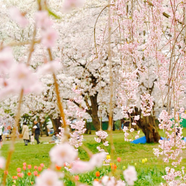 弘前さくらまつり桜アルバム