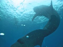 ボホール・セブ・エルニド　ダイビングとジンベイザメウオッチングの旅②セブ島・ジンベイ編