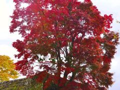 岡城の紅葉2016後半の部