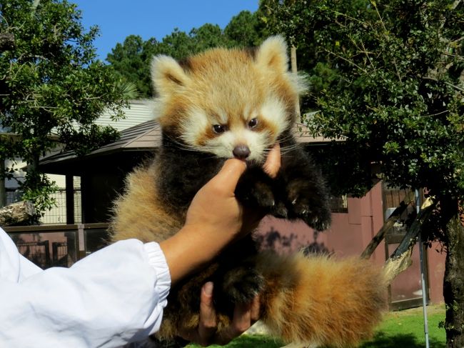 日本のレッサー界のムスッと王子（笑）と言えば市川市動植物園生まれで現在はいしかわ動物園の大黒柱となったアクア君の顔がすぐに思い浮かびますが、２０１６年ここアドベンにアクア君とはまた違った趣のムスッと王子が誕生しました！！<br />それが７月３１日に誕生したライラちゃんの三男君です。<br /><br />一昨年生まれのマルル君＆キララちゃん、昨年生まれのココロ君の同じ頃と比べると１ヶ月近く遅く生まれたこともあり、かなり小柄な三男君ですが、お母さんべったり一辺倒ではなく一人遊びもソツなくこなすあたり大物感が漂う三男君です。<br /><br />超可愛い系のマルル君＆キララちゃん、ライラママそっくりに成長中のココロ君とは違った魅力を持った三男君の今後の成長がとても楽しみです。<br /><br /><br />これまでのレッサーパンダ旅行記はこちらからどうぞ→http://4travel.jp/travelogue/10652280