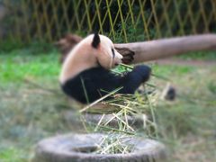 2016 孫と行く！上海野生動物園と上海ディズニーランドそしてリニアモーターカーに乗ったよ