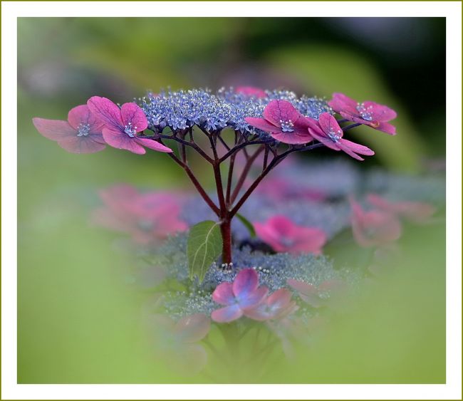 ■青や白などの紫陽花が色とりどりに咲き揃う三景園の初夏を満喫して来ました。<br /><br />▽山里海がテーマの中央森林公園・三景園で花まつり／広島県三原市本郷町<br />　中央森林公園の中に、三景園があります。あじさい園には、スギやヒノキの樹間に市民ボランティアが植えた100種、10,000株のあじさいが咲き揃います。<br />　三景園の入場料は、イベント期間中大人310円（通常は260円）、小・中学生160円（通常は130円）になります。満６５歳以上の方や大人同伴の小中高生は、入園料が無料となります。<br />　この庭園は、三つのゾーンから出来ています。一つは、自然林を生かした山のゾーンで、高低差約１４ｍの「三段の滝」があります。<br />　次いで、里のゾーンには、竹林、梅林、ため池（里の池）、もみじ谷を配し、里山をイメージしました。<br />　もう一つは、瀬戸内海を表した海のゾーンで、大海に中島群と橋、そして、宮島を連想させる数寄屋風水上建築の「潮見亭」等があります。<br />　これらのことから、広島の山・里・海の三つの風景にちなんで『三景園』と名付けられました。<br /><br />【　手記　】<br />　旅行記はその都度リアルタイムでアップしていきたいのですが、なかなか気分が乗らずで作業がペースダウン、未だ手付かずの写真・旅行記が山積しております。<br />　完全退職後は私事でそれなりに忙しい身の上なのですが、以前より時間ができた分やっぱりいろんなところへ出かけて行って、外出回数が増えてしまい、旅行記作成に体力が回らないのが実情です。１歩進んで２歩下がる…未だアップできていない旅行記がどんどん溜まっていくばかり・・・残り旅行記およそ100ファイル、どうしたもんじゃろのお～<br />　この日の数日前、同郷の４トラベラー・ちゃみおさんご夫婦へ「三景園へアジサイを見に行きませんか？」とお誘いしたところ「６月といえばアジサイだもんね♪三景園には行った事がなく、行ってみたいな～と思っていた」そうで、ご一緒していただくことになりました。（文面はちゃみおさんのブログのパクリです＾＾）<br />　ちゃみおさんご夫婦とお会いするのは、２月のダルマ市以来４か月ぶりです。ちゃみおさんご夫妻はお二人ともホント心根のお優しい方で、ご一緒させていただくとなぜだか芯から心が安らぐ気がするんですよネー。<br />