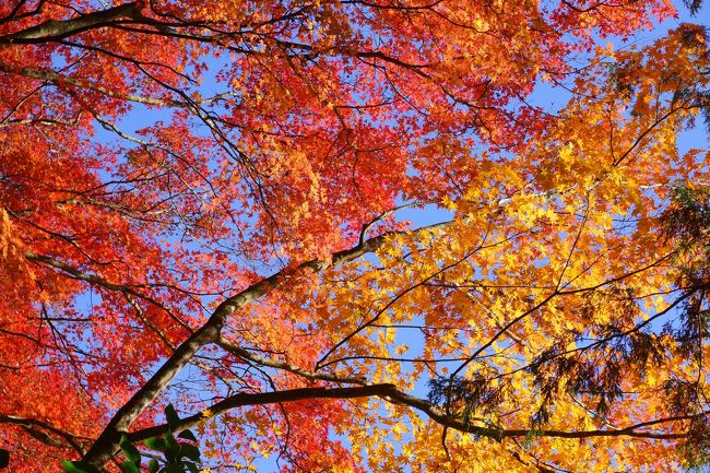 11月中旬、秋の箱根へ旅行してきました。<br />祖父、両親、私の弟妹、我が家の大人7人！<br />皆の希望と日程調整の結果、たまたまこの時期の箱根に決まりましたが、ちょうど紅葉シーズンが始まっていました。<br />お天気にも恵まれて、気持ちの良い旅行になりました～<br />まだまだ紅葉が楽しめるようですよ。<br />秋の箱根、オススメです！