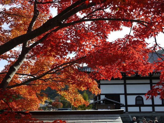 今年は夏が激暑だったり、急に冷えたりと<br />なかなか紅葉狩りの日を決めるのが読めない！<br />毎年恒例の同級生ツアーはそれぞれの職場のシフトもあり、早めに日をおさえなければ(休みが取れないので）<br />取りあえず、人の少ない平日狙いと、ランチ場所の予約から。<br />去年に今年は王道の「嵐山方面に行きたい！」にとのリクエストも受けており・・<br />後は当日の体調と天気は神頼み・・<br />１人体調不慮で５人で楽しんできました<br />久しぶりに会うのでお喋り中心の会になりました