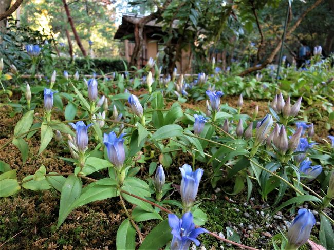 鎌倉に笹リンドウを見に行く（円覚寺、東慶寺、明月院、海蔵寺など）<br /><br />笹リンドウは一昨年、明月院で地面に這うように咲いている姿を見て感動しました。<br />今回は、東慶寺、海蔵寺でも多くの笹リンドウを見ることができ満足。<br /><br />鎌倉の紅葉は遅く、例年11月下旬から12月中旬が見ごろと云われている。<br />まだ紅葉の見ごろには早いと思ったが、行ったら思いのほかきれいな紅葉を見ることが出来ました。<br /><br /><br />歩数：11,900歩<br />距離：5.9キロ<br />約3時間半の散策でした。<br /><br />鎌倉市の花：リンドウ<br />鎌倉市の市章：ササリンドウ<br />https://www.city.kamakura.kanagawa.jp/kids/jh/kjh261.html