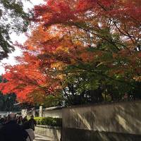 紅葉狩りついでにビールを飲みたい旅…ふら～っと京都までbyLCC