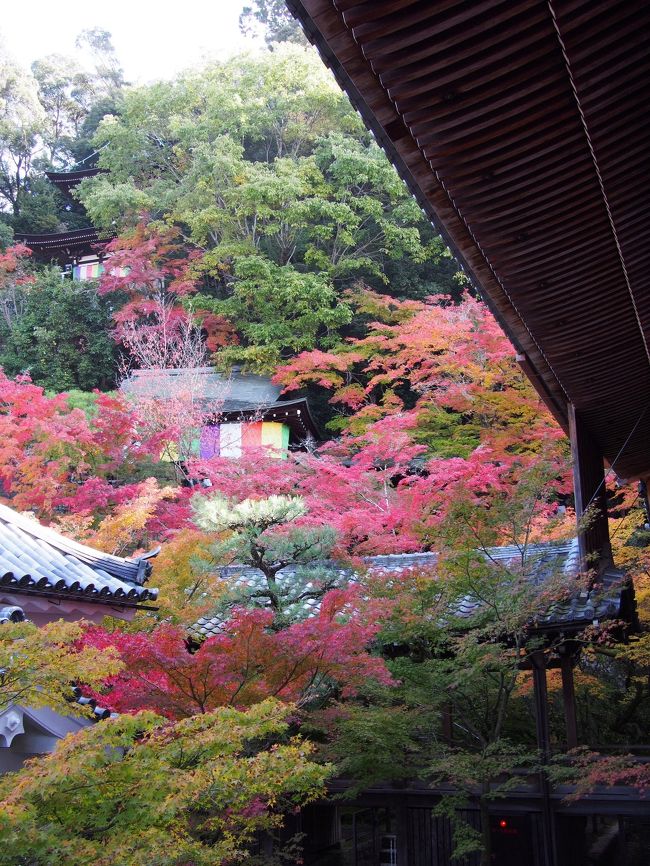 　旦那さんの両親と京都へ紅葉狩りへ。<br />ランチはミシュラン2つ星の「建仁寺祇園丸山」へ<br /><br />　今回は京都市内はタクシーで移動しました。
