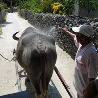 すんごい暑い時期に日本最南端へ行ってきました（竹富島編）