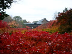 京都の紅葉　第一弾　東福寺、泉涌寺、智積院、南禅寺辺り！2016年