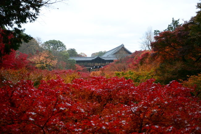 今年初めての紅葉撮影です。<br />6時20分に自宅を出て東福寺臥雲橋に7時20分着　長い一日の始まりです。<br />臥雲橋は撮影禁止になりましたが警備員は8時ぐらいから立ちだすのでその前に撮影してきました。<br />そのあと光明院に7時40分に着いて約2時間ほど過ごし青窯会館のもみじ祭をみて泉涌寺へ<br />泉涌寺に11時55分に着いて約3時間撮影、実はこの後嵐山の二尊院へ行くつもりでしたが<br />智積院が気になり行ってみました。<br />智積院に15時09分着、約1時間30分撮影してライトアップは宝厳院の予定でしたが<br />ちょっとしんどくなって南禅寺天授庵に行き先を変更、入るのに1時間ならんで<br />2時間ほど撮影して帰ってきました。<br />やはり1時間立って並んでいると腰が冷えてきて天授庵に入る頃から痛み出し<br />本日になっても痛みが引かないため今日は自宅待機にしました。（笑）<br />では、長～い一日をごゆっくりどうぞ！