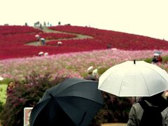 ひたち海浜公園のコキア。