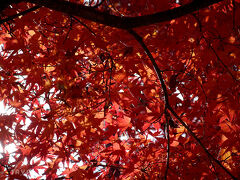 富士五湖のたび ～紅葉2016～
