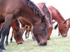 日本一周の旅　都井岬　みさき馬編