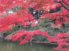 岡崎　東公園の紅葉が見ごろでした