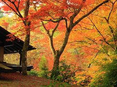 紅葉の広島、山口の旅♪ 紅葉も最高潮の紅葉谷から弥山登山＆厳島神社♪