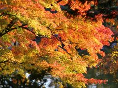 黄金色の絨毯と錦おりなす紅葉の昭和記念公園