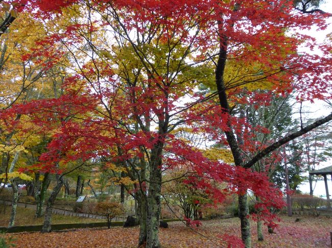 晩秋の優雅な伊豆と富士五湖　愛犬セレブの旅♪　Vol13（第3日目）　☆山中湖：「旭日丘湖畔緑地公園」　美しいモミジの紅葉を愛でる♪