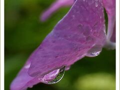 Solitary Journey［1786］梅雨どきを美しく彩る雨に濡れた紫陽花。お地蔵さんも微笑んでいました♪＜花の寺観音寺＞広島市佐伯区