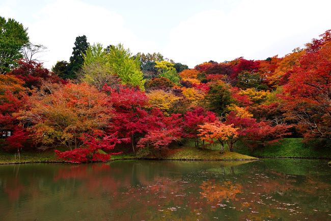   岡城の紅葉を鑑賞した後は、用作公園へ。<br />　用作公園は、大分県豊後大野市朝地町上尾塚にある公園、 元岡藩の家老の別荘地の庭園を公園としたものです。北側の心字池、南側の丹字池の2つの池を中心に、500本を越えるモミジやカエデなどの紅葉樹が植えられており、紅葉の名所として名高い公園です。