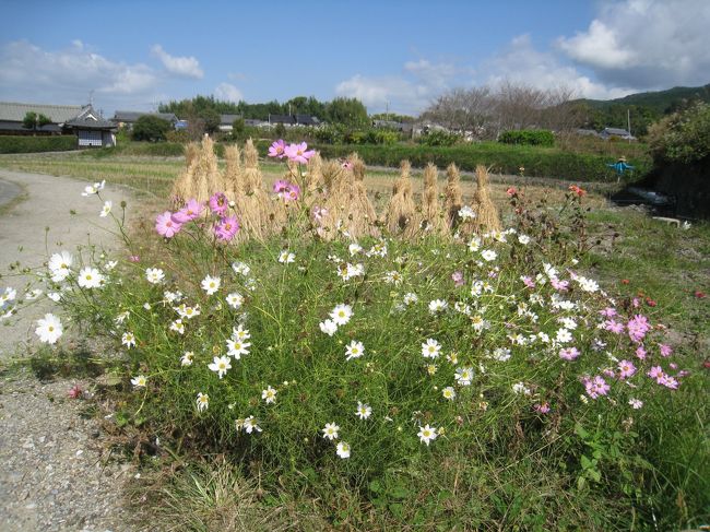 日本最古のウォーキングルートと言われる山の辺の道、かねてから歩いてみたいと思っていました。足腰が丈夫なうちに実現しよう、と決心して、人気のルート「天理から桜井まで」の16キロを歩くことにしました。さすがに1日で歩ききる自信はなかったので、2日間に分けて歩きました。しかも、長柄と柳本の間は省略、最終目的地は桜井にはしないで、ちょっと手前の「金屋の石仏」としましたので、厳密に言うと16キロではありません、悪しからず。<br /><br />さらに、京都へ移動し、比叡山にも行ってきました。タモリ倶楽部で、坂本から日本最長のケーブルカーで比叡山へ行き、ロープウェーと高低差日本一のケーブルカーで八瀬へ下りる、という番組がありました。私たちもそれに便乗することにしましたが、坂本の門前町にも興味があったので、タモリルートとは逆に、八瀬から坂本へというルートをとることにしました。<br /><br />行程は次の通りです。<br /><br />1日目:山の辺の道その1<br /><br />羽田-《JAL》-伊丹-《奈良高速バス》-奈良-《JR桜井線》-天理<br /><br />天理駅~石上神宮~天理観光農園~夜都伎神社~竹之内環濠集落~萱生町環濠集落~長柄駅までてくてく。<br /><br />長柄-《JR桜井線》-奈良<br />奈良ホテル泊<br /><br />2日目:山の辺の道その2<br /><br />奈良-《JR桜井線》-柳本<br /><br />柳本駅~黒塚古墳~長岳寺~櫛山古墳~景行天皇陵~桧原神社~玄賓庵~狭井神社~大神神社~そうめん処森正~平等寺~金屋の石仏~三輪駅までてくてく。<br /><br />三輪-《JR桜井線》-奈良<br /><br />奈良に戻って正倉院展を見ました。<br />奈良ホテル泊<br /><br />3日目:奈良から京都へ<br /><br />春日大社~興福寺~近鉄奈良-《近鉄》-京都-《嵯峨野線》-嵯峨嵐山~天竜寺<br /><br />嵐山の保養所に宿泊。<br /><br />4日目:比叡山見学<br /><br />嵯峨嵐山-《嵯峨野線》-京都~七条-《京阪線》-出町柳-《叡山電車》-八瀬比叡口~ケーブル八瀬-《叡山ケーブル》-ケーブル比叡山~ロープウェー比叡山-《叡山ロープウェー》-比叡山山頂-《シャトルバス》-比叡山東塔~てくてく~西塔-《シャトルバス》-横川-《シャトルバス》-東塔~ケーブル延暦寺-《坂本ケーブル》-ケーブル坂本~日吉大社~比叡山坂本-《湖西線》-京都<br /><br />京阪京都グランデに宿泊。<br /><br />5日目:親戚の家に寄って《新幹線》で東京へ帰る。<br /><br /><br />
