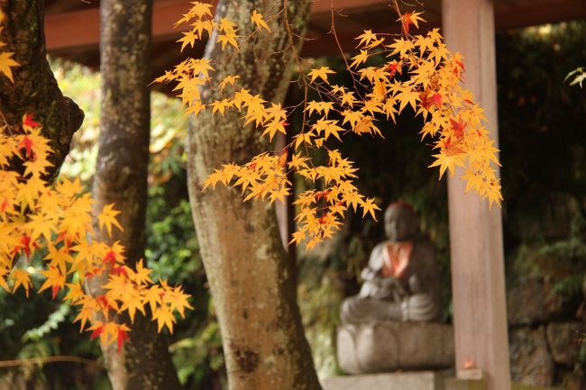 神呪寺のお参りは定期的に行っているものですが、鷲林寺の紅葉は今が見ごろで最高でした。<br />イチョウは盛期を過ぎていましたが、まだまだ綺麗でした。<br />今回は、孫二人を連れての紅葉狩りでした。