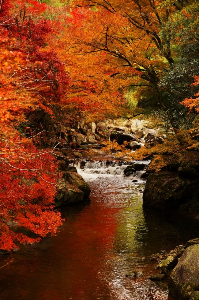 この日は朝から滋賀県の鶏足寺に行って、紅い絨毯を堪能してきました。<br />今年、初めて一部参道を立ち入り禁止にされたことで、綺麗なレッドカーペットを長く楽しめるようになりました。<br /><br />そこから、滋賀県を散策しなくて、やってきたのは愛知県の香嵐渓！です。<br />バカでしょう？　見頃なので欲張りました。以前香嵐渓・四季桜からの鶏足寺は体験しています。もちろん日帰りで・・・！　今回は逆回りです。<br /><br />鶏足寺から直接、香嵐渓には寄らずに先に神越渓谷（シンエツケイコク）というところに寄りました。香嵐渓から近いところにあります。<br /><br />これが欲張りすぎ・・・、ついに香嵐渓の紅葉渋滞につかまりました。何度か訪問している香嵐渓ですが、午前中の早い時間の訪問や反対側からのアクセスだったためか？今まで醜い渋滞につかまったことはありませんでした。しかし・・・！それは徐々に報告しますね。<br /><br />タイトルの写真は、香嵐渓じゃありません。神越渓谷です。<br /><br />それでは、この日の後半戦！　スタートです。