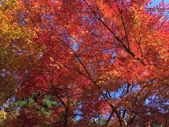 秋の舞鶴　紅葉