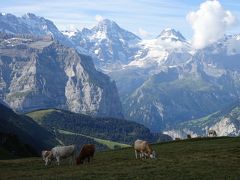 牛飼い憧れのスイス、牛との遭遇（３日目午前）
