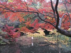 石神井公園に行ってきました