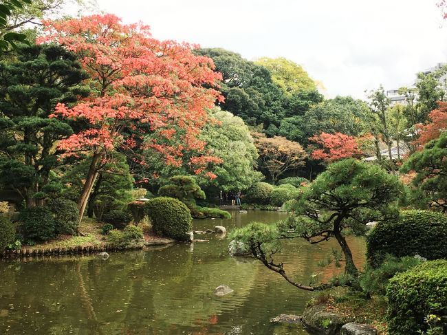 福岡市内の紅葉を探して、一人でぶらりとしてみました。<br /><br />天候はいま一つでしたが、見ごろを迎えた福岡の紅葉鑑賞のラストチャンスと思い、散策に出かけました。<br /><br />さらっと見ていただければ、幸いです。