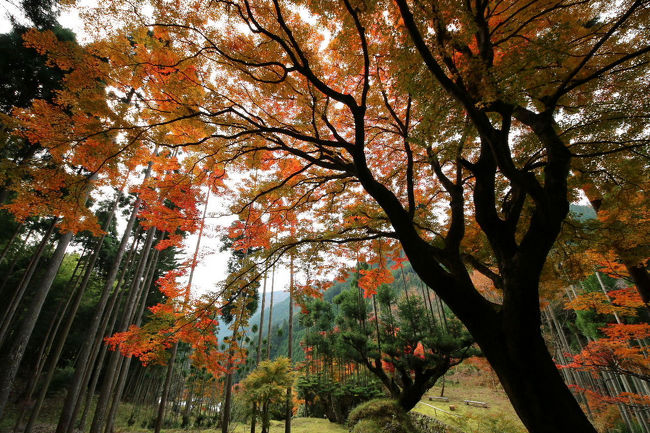 京都市内の混雑を離れ、静かな場所で楽しみたい紅葉があります。<br />今回は近江路コミュでもお世話になっているrokoさんとご一緒に北山杉の里から美山かやぶきの里の紅葉を楽しみました。<br /><br /><br />※この秋某誌に載ったことで知った古刹<br />どうも観光寺院ではなさそうでしたので、9月、美山の帰りに立ち寄りお話を伺ったうえでこの11月に寄せて頂きました。<br />雑誌に載ったお庭にある石仏の半跏思惟像は一般の方は基本的には見る事は出来ないようです。<br />私たちは偶然にもご住職の奥様が主人の小学校の同窓生と分かり、ご縁が繋がりまして拝見させて頂きましたが、写真の公開は遠慮したほうが良いかなと思い、小さく写したものを1枚だけ載せさせて頂きました。<br /><br /><br /><br /><br />