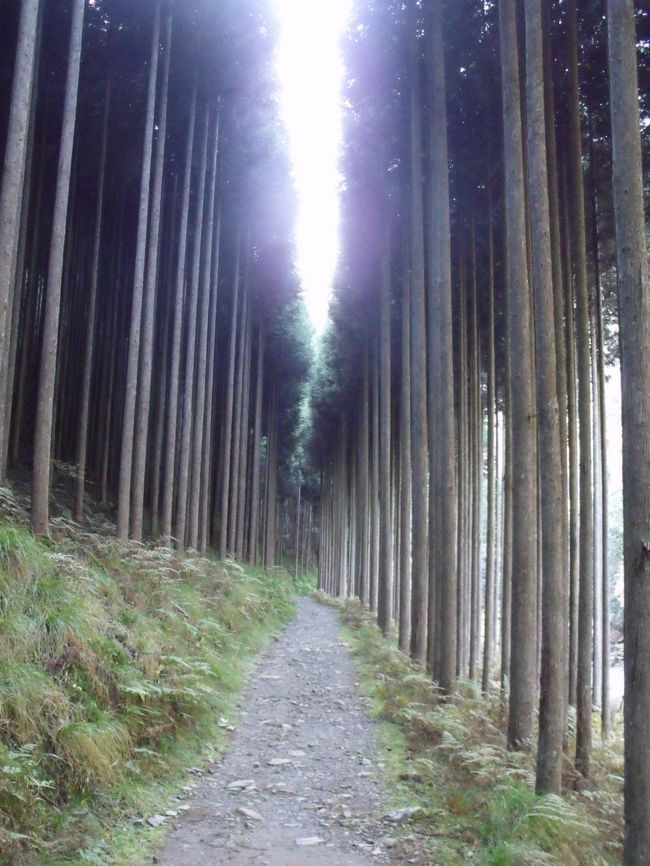 昨年(2015年)秋、京都トレイル東山コースを銀閣寺まで歩いた。今年の秋は、北山から嵐山まで歩くことにした。銀閣寺横の白川の交差点近くにトレイルがある。10月22日歩き始めてすぐ道を間違え、比叡山をめざすも荒れた山道に! 蛇にはかま首を持ち上げられる。夕方、あきらめて修学院へ降りてくる途中で猪(または熊)に遭遇。散々な1日だった。<br /><br />10月30日<br />再び再出発、先日のミスコースはほとんど最初からだった。京は大原までは」と考えたのであるが、遅い歩きで日没に! おおぎ峠を越えて京都トレイルと東海自然道の分岐点で5時15分、日は暮れたけれどまだ明かりはある。どちらか迷う。左、京都トレイルにこだわったのは大失敗で、真暗の中で滑落、沢に落ちそうになる。運よく、木の根につかまり、火事場のばか力からで這い上がった。山は怖い。<br />11月12日<br />天気もやる気も回復、大原から再スタート。鞍馬から夜泣峠、小峠の荒れた登山道でくせんするも京見峠へ。5年前、嵐山から二の瀬まで歩いた道、記憶にはあまり残っていないを逆に歩く。どうやら日没までに、氷室の里に<br /><br />11月18日<br />千本―北大路に、再び京都トレイルを歩く。京見峠までは単調な車道ののぼりであるが、紅葉の進捗が楽しめた。トレイルを抜けて沢の池、ここの水の色、紅葉の山々と合わせて気分は最高。さらに高尾へ<br />ところが紅葉はいまいちで、…<br />高尾ー清滝間は、京都で一番のハイキングコースで、観光客も歩く。まだ日没まで時間はあったが、清滝から京都バスに乗車。京都トレイル、西山への最後のアクセスは次回になってしまった。<br /><br /><br />