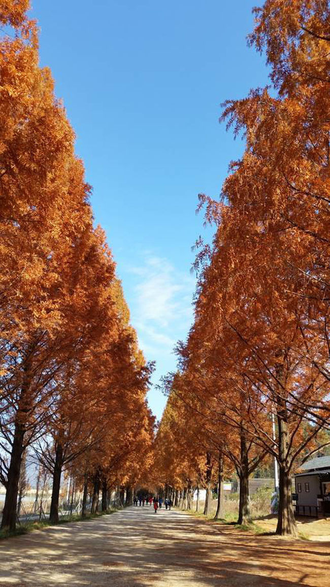 秋の旅行で韓国南部の潭陽(タミャン)郡に行ってきました。<br />この時期にオススメという、今回の旅の一番の目的である<br />「メタセコイヤ並木道」に行ってみたのですが、これがとっても美しくて！<br />黄金色に輝くメタセコイヤに終始魅了されました♪<br />とってもオススメですのでぜひみなさんに行ってほしいです。<br />