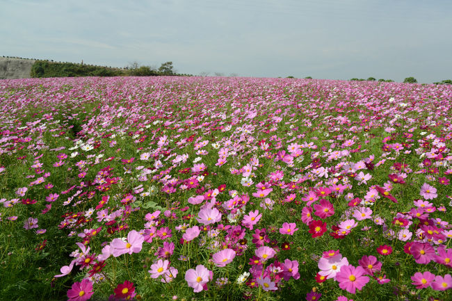 コスモスが見頃とのことで、愛知県知多半島に出掛ける。　<br /><br />「知多半島の美瑛・富良野、広大な景観を思い出に」の看板が印象的です。<br />ヒマワリ、ジュウガツザクラも咲いていました。<br />入園サービスとして、コスモスの花（１０本）の摘み取り（無料）ができました。<br /><br />３月上旬から５月末には　ルピナスが咲くとのことです。<br />ルピナス大好き人間としては、是非、このタイミングに再訪したいと考えました。<br /><br />・観光農園花ひろば<br />　１年を通じて温暖な南知多ならではの気候を生かした観光農園です。自慢は何といっても広大な敷地を季節ごとに彩るお花畑。入場料が必要ですがお花畑の中を存分に散策できます。一面が同じ種類で埋まるお花畑はそれはそれは見事で、貴重な景観となるため映画やTV撮影などに使われ、情報番組の取材でも取り上げられています。ぜひカメラ持参で出かけましょう。そして嬉しいのはただただ見ているだけでなく、花摘みができること（一人10本まで。ひまわりは5本まで。但し小学生以下の方は対象外）。お家に持ち帰って花瓶に飾るのが楽しみにもなります。また、完熟メロン狩りは7月下旬頃から。イチゴ狩りは12月上旬～5月上旬まで楽しむことができます（例年1ヶ月先まで予約で埋まるそう。早めに予約して出かけましょう）。このほか農家直売の季節野菜、ここでしか手に入らない蜂蜜など大人気。たっぷり仕入れて帰りましょう【Aichi Now(愛知の公式観光ガイド)より】<br /><br />・入園料　６５０円<br />　　　　　（無料駐車場　有り）<br /><br />・観光農園はなひろばのＨＰ<br />　　　　http://www.hana-hiroba.net/