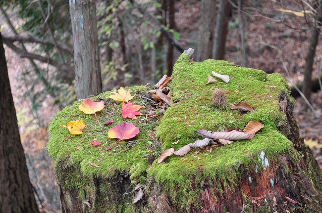 10月の山登りは折角那須まで足を伸ばしたのに風に負けて登頂を断念。その為消化不良でウズウズしていたantaba夫婦。今回も予定していた土曜日は雨だった為、急遽日曜日に日程を変更して奥多摩の日本二百名山の一つ大岳山に向かった。<br /><br />首都高速道路新宿線 永福IC~中央自動車 八王子IC<br /><br />御岳登山鉄道 滝本駅~御岳山駅